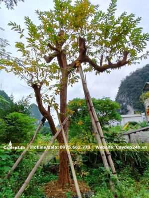 Cây Ổi cổ thụ dâm ủ cao hơn 3m