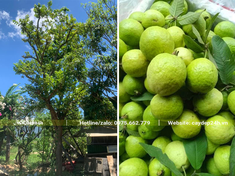 Cây Ổi cổ thụ cao lớn đang nảy chồi non