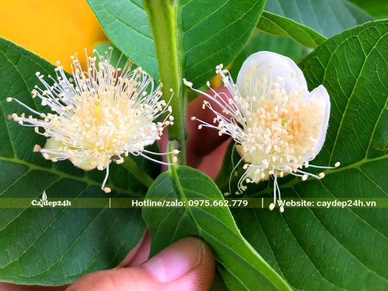Bông hoa ổi màu trắng tinh