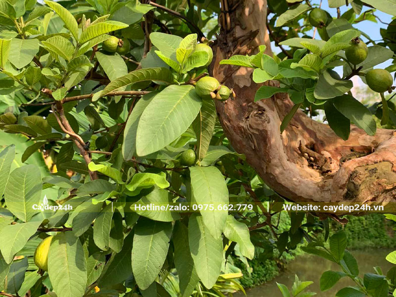Lá cây ổi xếp khá dày