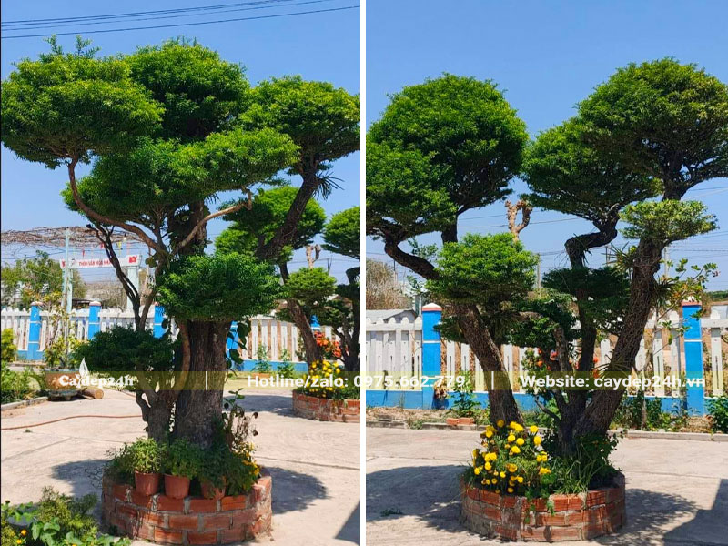 Cặp cây Mai Chiếu Thủy lâu năm trồng trong bồn đất trước nhà