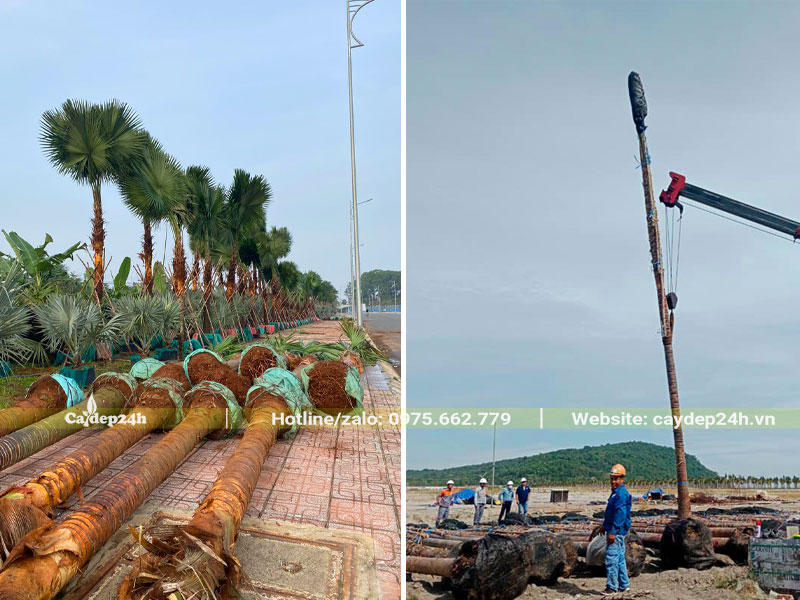Thi công trồng cây Cọ  Đỏ công trình, có chống cọc cố định