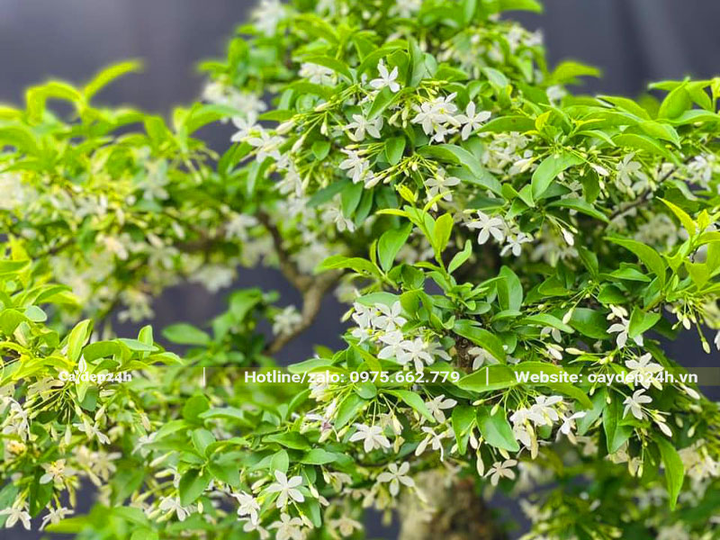 Mai Chiếu Thủy nở hoa xinh