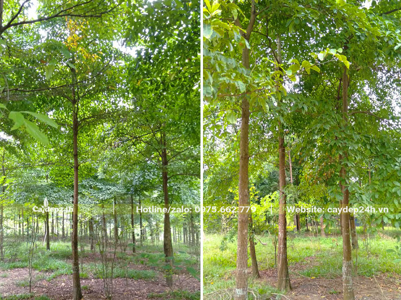 Rừng cây Chiêu Liêu cao 6 - 7cm