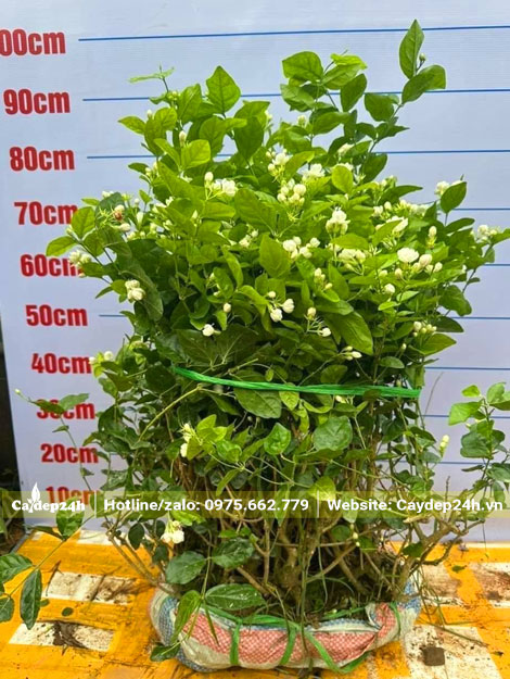 Hàng bụi đường kính bầu khoảng 50cm