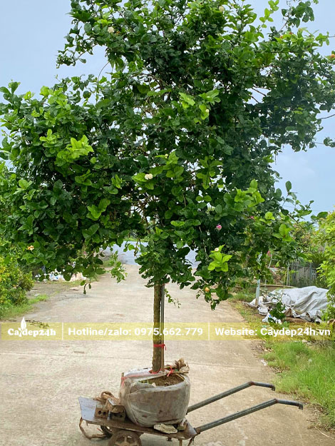 Bứng nóng cây hoa nhài lâu năm đường kính gốc 3 - 4cm