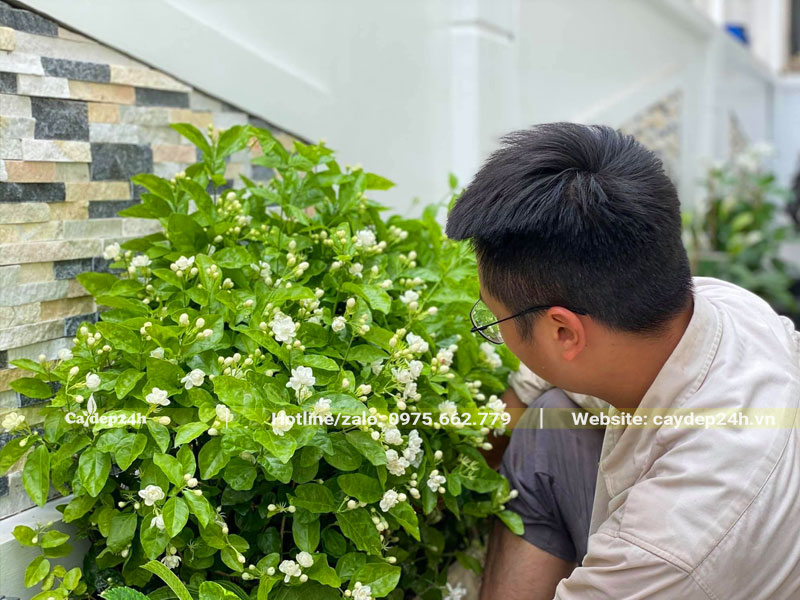 Thi công trồng cây hoa nhài cho sân vườn biệt thự