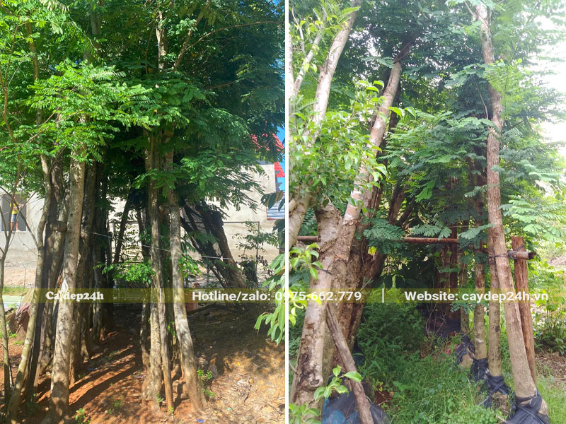 Hàng trăm cây Cẩm Lai dâm ủ vanh 50 - 60