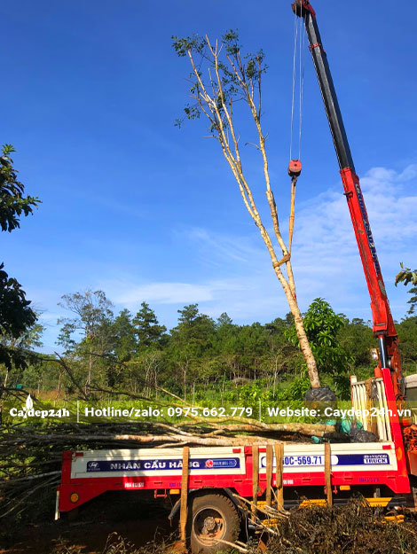 Những cây gỗ cẩm lai đường kính gốc 15cm đang được cẩu lên xe