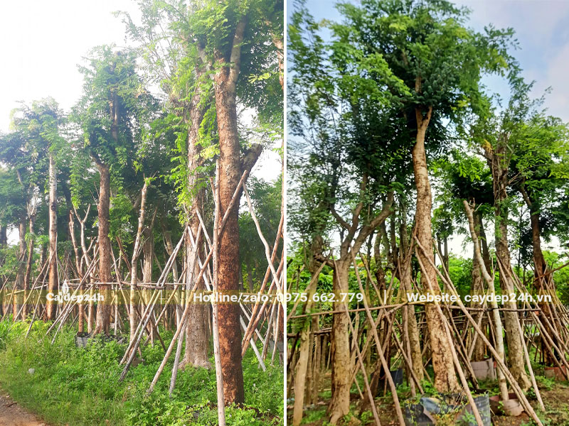 Khu dâm ủ cây Cẩm Lai công trình đường kính gốc 20cm