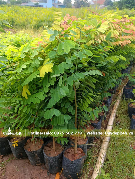 Cây giống gỗ cẩm lai cao 40 - 50cm