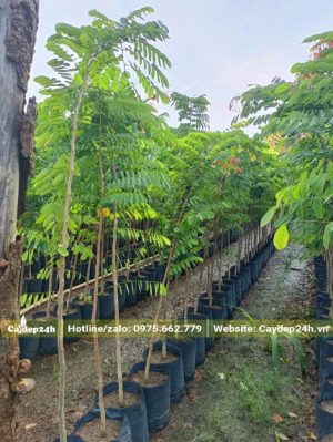 Cẩm Lai giống chiều cao hơn 1m