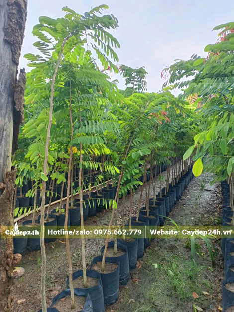Cẩm Lai giống chiều cao hơn 1m
