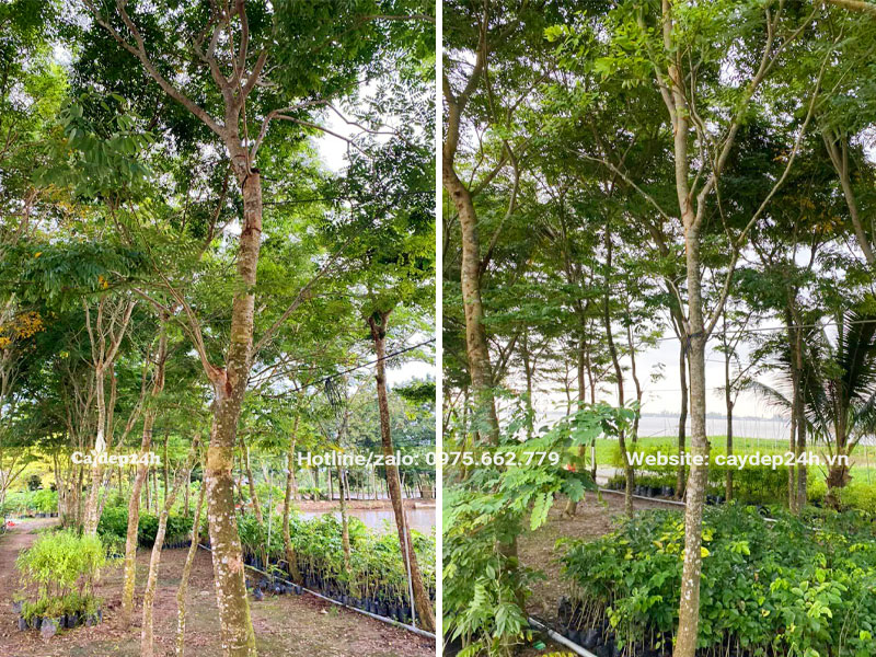 Cẩm Lai trưởng thành đã nuôi trồng lâu năm tại vườn