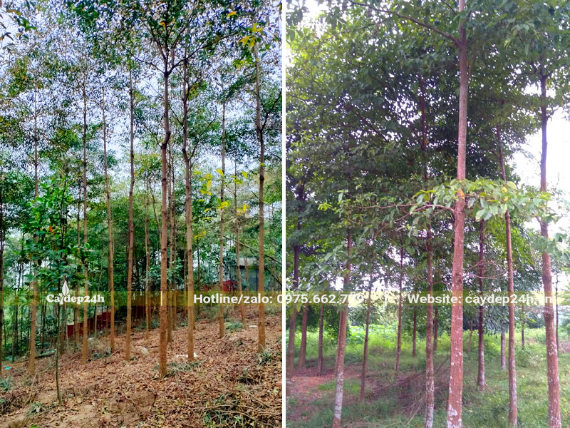 Trồng rừng cây Chiêu Liêu để khai thác gỗ