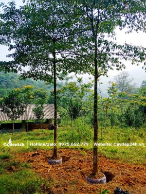 Bứng nóng số lượng lớn cây Chiêu Liêu công trình