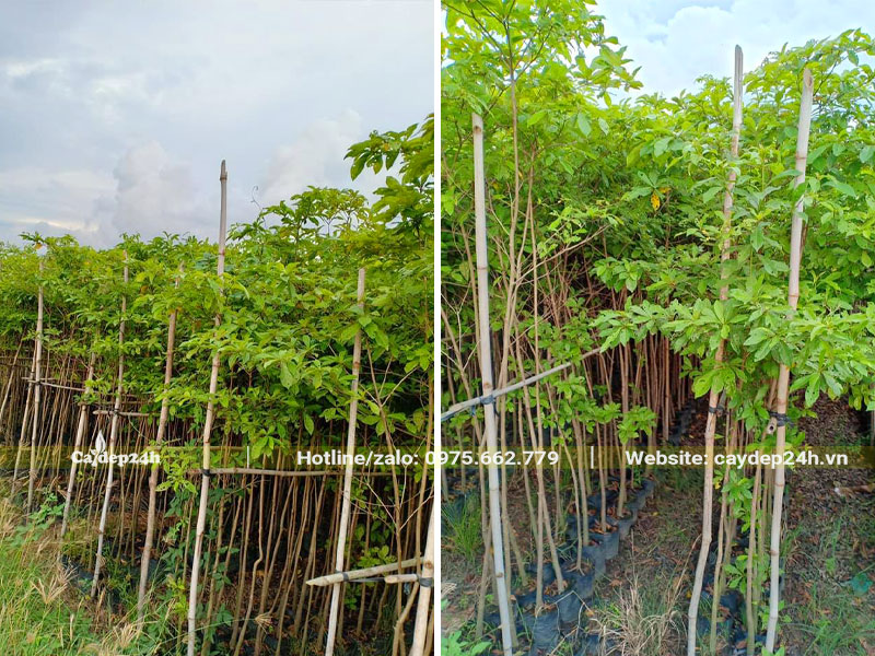 Cây giống nguyên bầu chiều cao hơn 1m