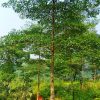 Cây Chiêu Liêu lâu năm cao 7 - 8m