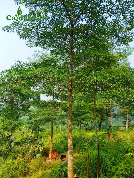 Cây Chiêu Liêu lâu năm cao 7 - 8m