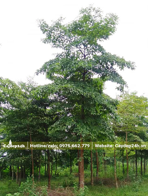 Cây Chiêu Liêu lâu năm chiều cao 9 - 10m