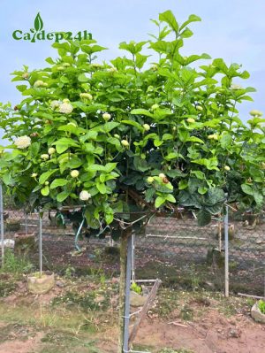 Cây Hoa Nhài cao hơn 1m, thoát thân 70 - 80cm