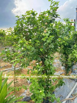 Bụi cây hoa Nhài cao 2m, hoa nở nhiều và đẹp