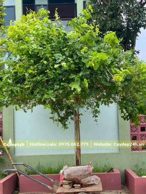 Nhài ta kép có đường kính gốc 3cm, thoát thân 50 - 60cm