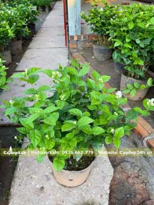 Cây nhài nhỏ chiều cao khoảng 40cm, thuần bầu
