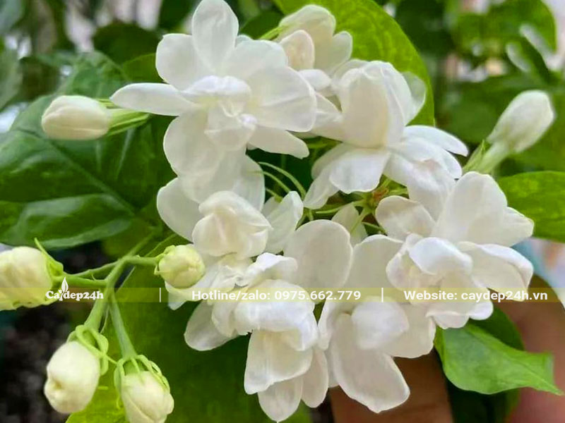 Chùm hoa nhài trắng nở rộ