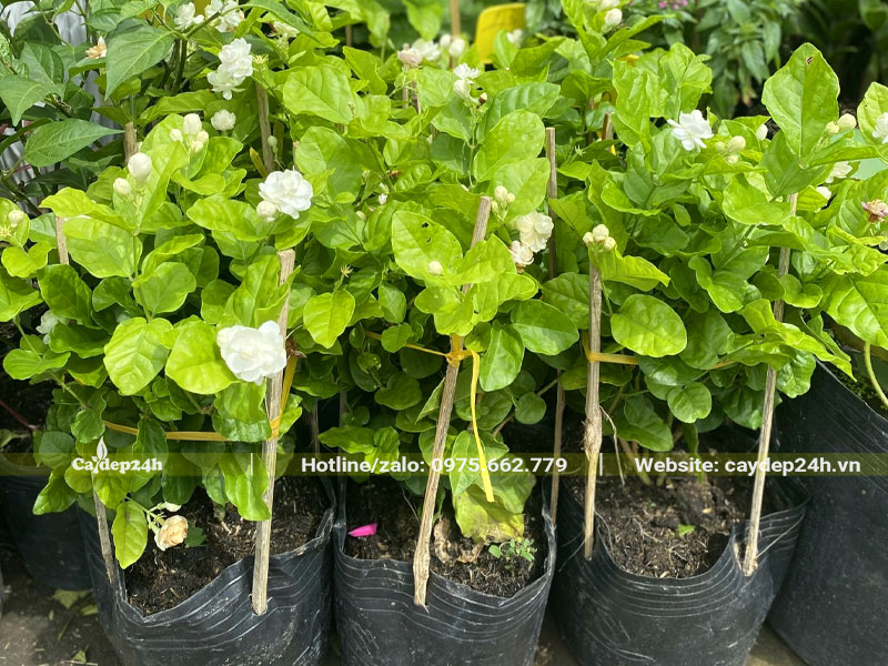 Hàng trăm cây nhài ta loại nhỏ cao 40 - 50cm