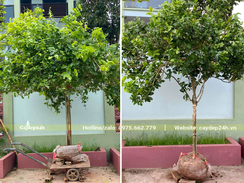 Bứng bầu cây hoa Nhài trắng lâu năm cao hơn 1m