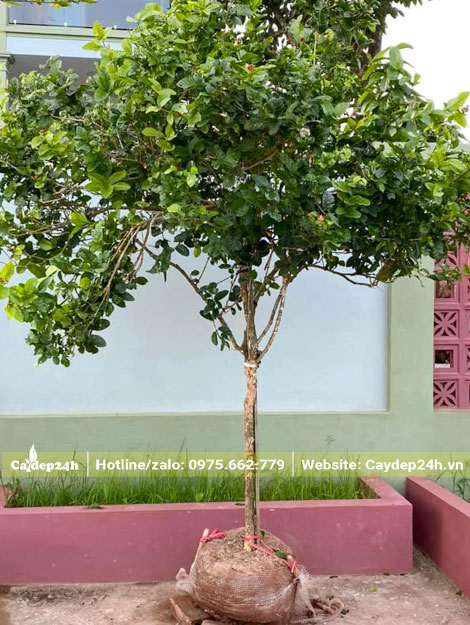 Bứng bầu cây hoa nhài thân tree có thoát thân 80 - 90cm