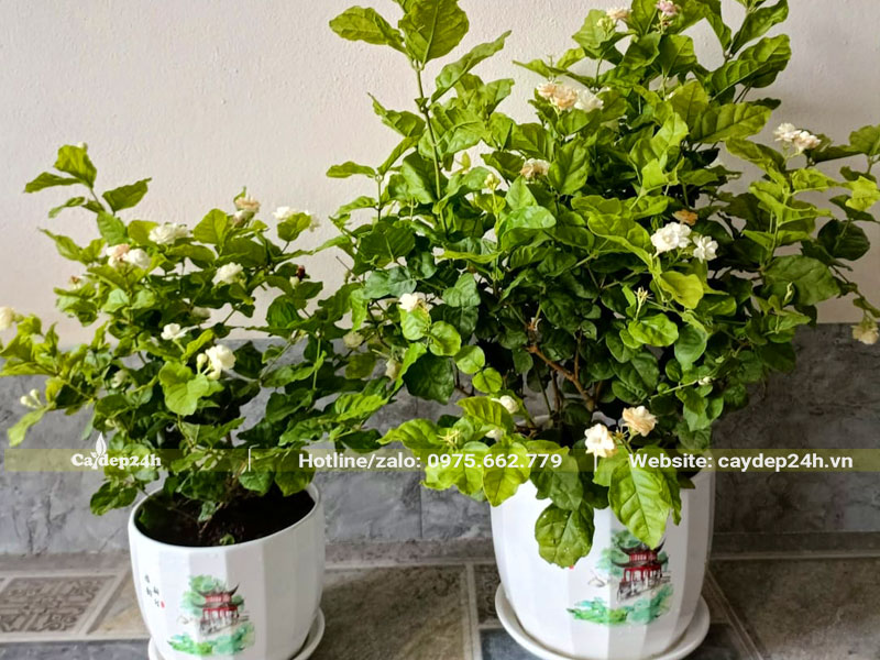 Những chậu cây hoa Nhài nhỏ để bàn