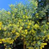 Cây Mimosa hoa vàng trồng vỉa hè