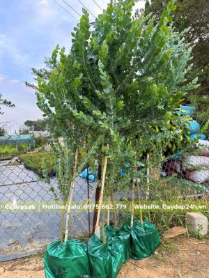 Bứng nóng cây hoa Mimosa cao hơn 2m