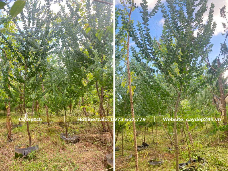 Vườn dưỡng ủ cây Mimosa trong bầu chìm, chiều cao cây khoảng 2m5