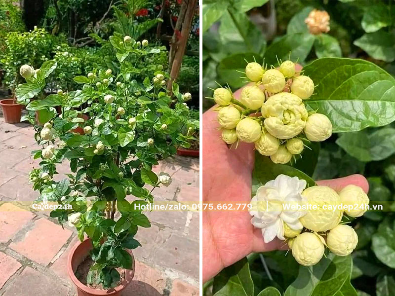 Cây hoa Nhài cổ kép 3 lá cao gần 1m, sẵn hoa
