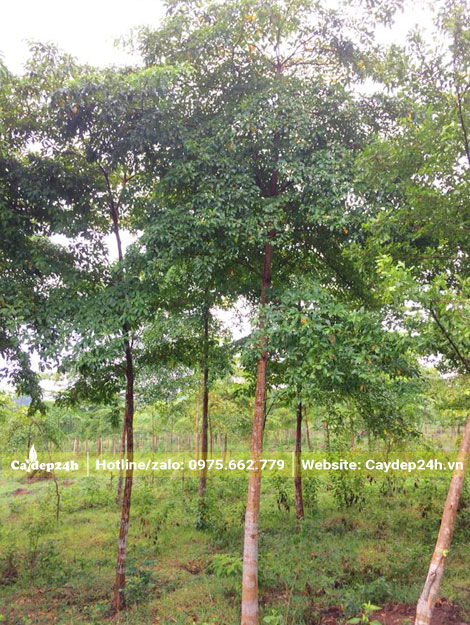 Chiêu Liêu công trình chiều cao 7 - 8m