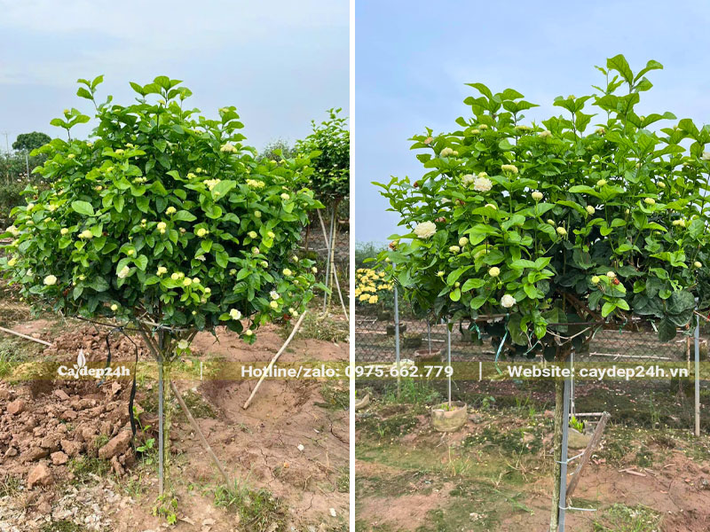Cây hoa Nhài thoát thân 80cm