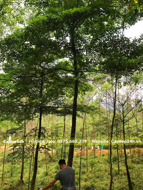 Bứng cây lớn chiều cao 8 - 9m