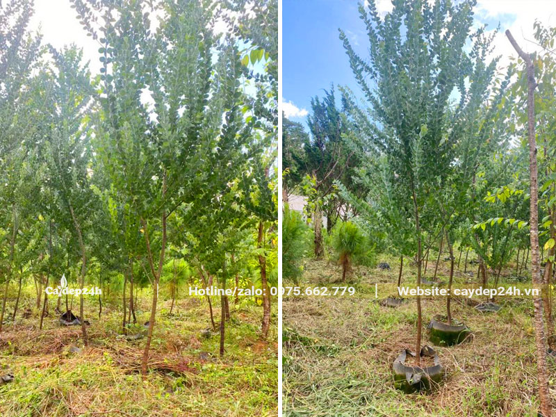 Cây cao gần 3m, dưỡng ủ trong bầu chìm