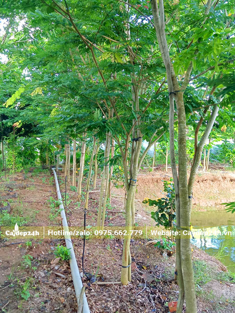Hàng cây Cẩm Lai trồng quanh bờ ao, hồ lấy bóng mát, tạo hệ sinh thái xanh