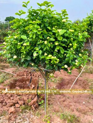 Nhài cổ kép 3 lá nở hoa đẹp