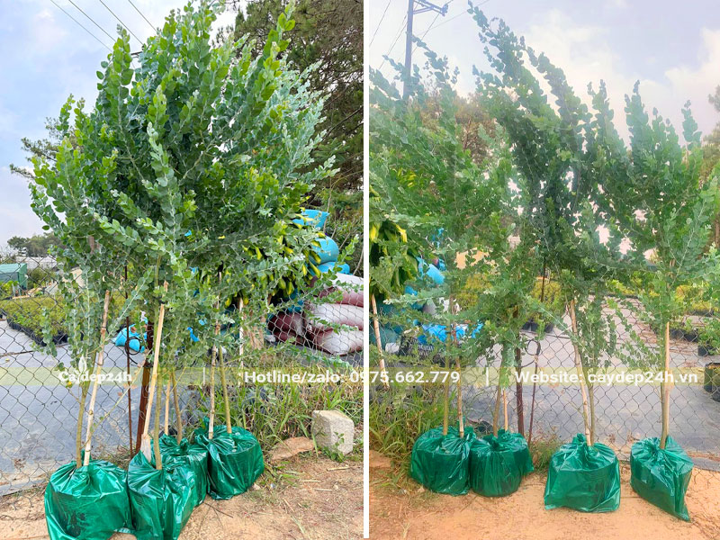 Cây Mimosa bứng thẳng cao hơn 2m, đường kính gốc 2 - 3cm