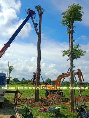 Trồng cây Cẩm Lai cổ thụ trong khuôn viên khu nghỉ dưỡng