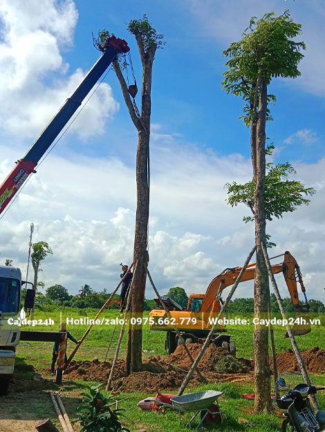 Trồng cây Cẩm Lai cổ thụ trong khuôn viên khu nghỉ dưỡng