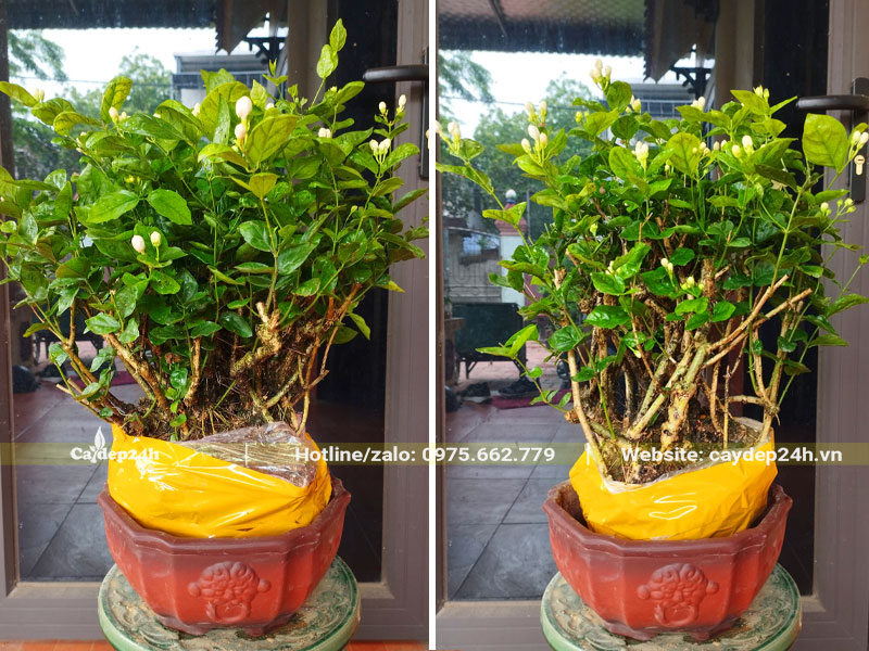 Trồng cây hoa Nhài vào chậu