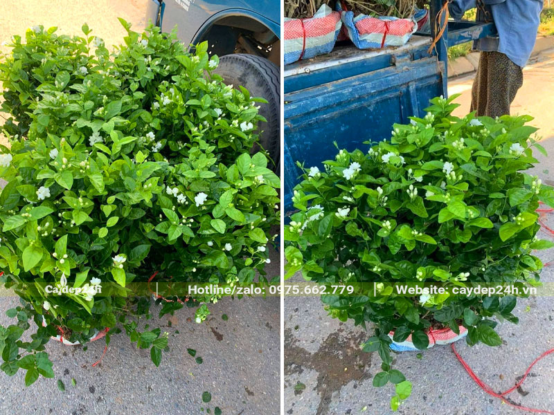 Giao đơn hàng cây hoa nhài trắng lâu năm cho khách hàng