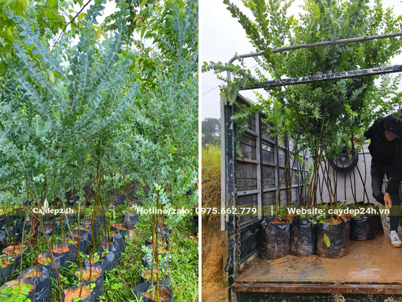 Xếp hàng chục cây Mimosa lên thùng xe tải