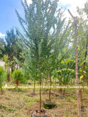 Mimosa cao 3m, đường kính gốc 3 - 4cm